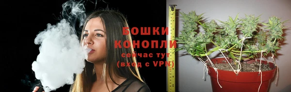индика Богданович